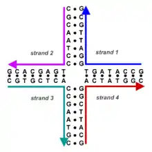 A DNA four-arm junction showing the nucleotide sequences.