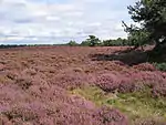 Wekeromse Zand heideveld.jpg