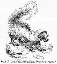 Image 21Warning coloration of the skunk in Edward Bagnall Poulton's The Colours of Animals, 1890 (from Animal coloration)