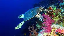 Hawksbill turtle at Elphinstone Reef
