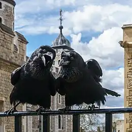 Image 76Two of the current Ravens of the Tower of London. The ravens' presence is traditionally believed to protect the Crown and the tower; a superstition holds that "if the Tower of London ravens are lost or fly away, the Crown will fall and Britain with it". (from Culture of the United Kingdom)